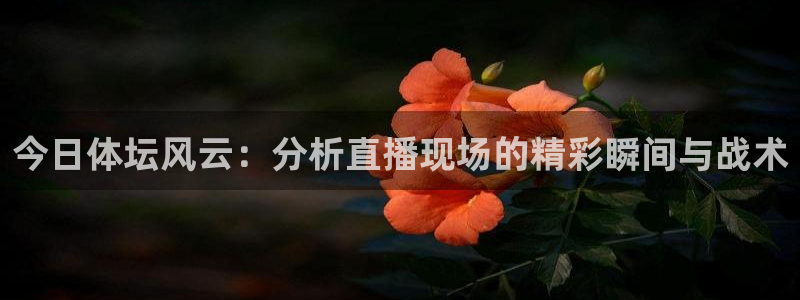 今日体坛风云：分析直播现场的精彩瞬间与战术